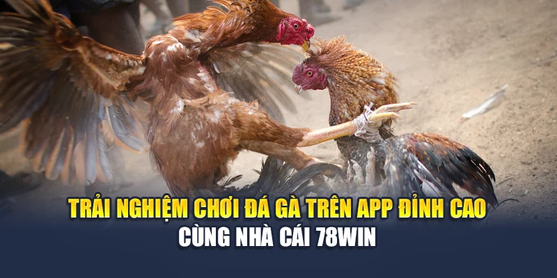 Trải Nghiệm Chơi Đá Gà Trên App Đỉnh Cao Cùng Nhà Cái 78WIN 4 Trải Nghiệm Chơi Đá Gà Trên App Đỉnh Cao Cùng Nhà Cái 78WIN