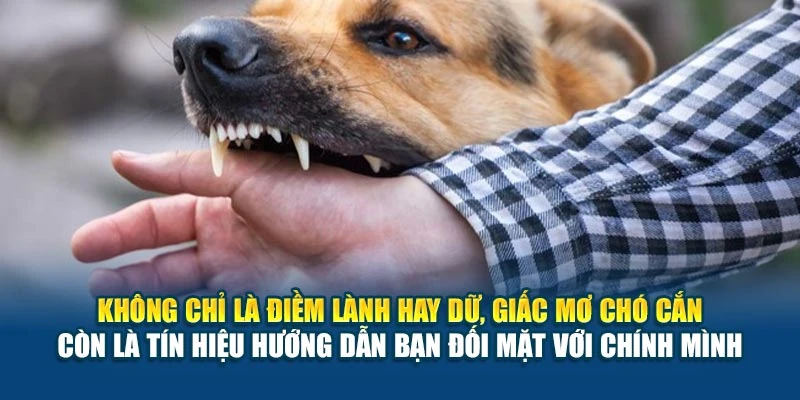 Mơ Thấy Chó Cắn Là Điềm Tốt Hay Xấu 78Win? - Lý Giải Ngay 6 Không chỉ là điềm lành hay dữ, giấc mơ chó cắn còn là tín hiệu hướng dẫn bạn đối mặt với chính mình
