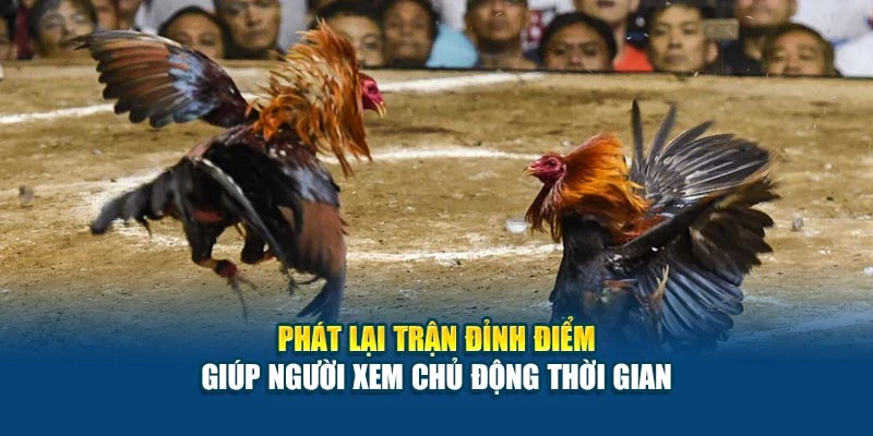 Lịch Đá Gà Hôm Nay - Cập Nhật Giờ Đá, Trận Hot Nhất 6 Phát lại trận đỉnh điểm giúp người xem chủ động thời gian